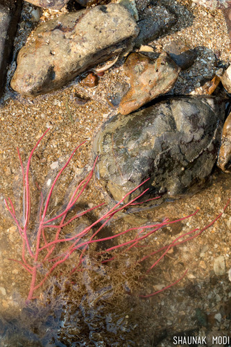 Pseudopterogorgia fredericki