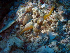 Acentronura breviperula