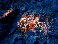 Acentronura breviperula