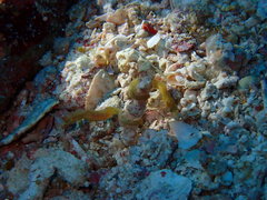 Acentronura breviperula