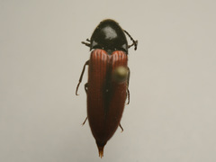 Ampedus sanguineus