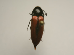 Ampedus sanguineus