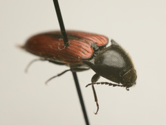 Ampedus sanguineus