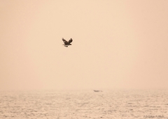 Pandion haliaetus