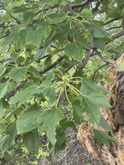 Gyrocarpus americanus