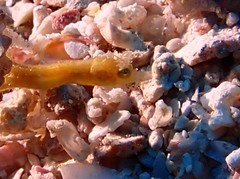 Acentronura breviperula