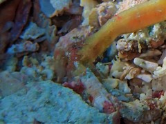 Acentronura breviperula