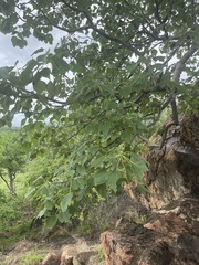 Gyrocarpus americanus