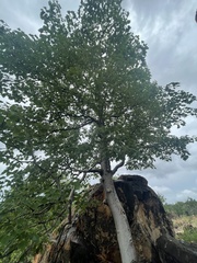 Gyrocarpus americanus