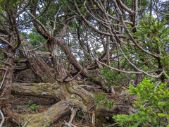 Athrotaxis selaginoides