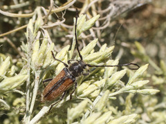 Crossidius punctatus