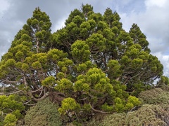 Athrotaxis selaginoides