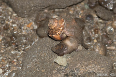 Volegalea cochlidium