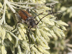 Crossidius punctatus