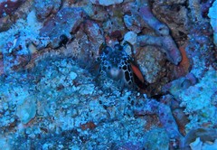 Odontodactylus scyllarus