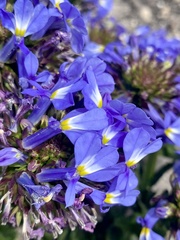 Lobelia valida