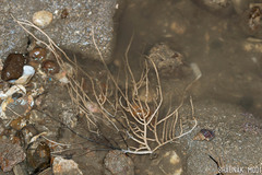 Pseudopterogorgia fredericki