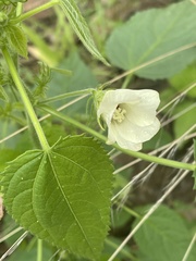 Hibiscus rhabdotospermus