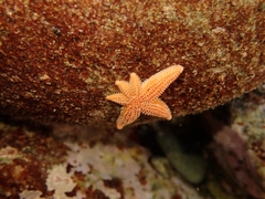 Allostichaster insignis