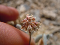 Eriogonum soliceps