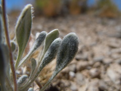 Eriogonum soliceps