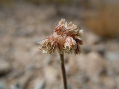 Eriogonum soliceps