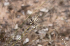 Aristida caput-medusae