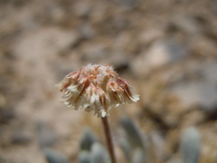 Eriogonum soliceps