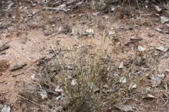 Aristida caput-medusae