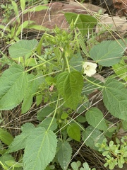 Hibiscus rhabdotospermus