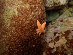 Allostichaster insignis