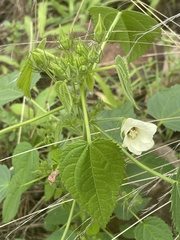 Hibiscus rhabdotospermus