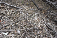 Digitaria breviglumis