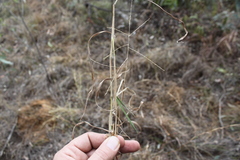 Digitaria breviglumis