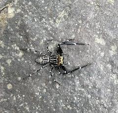 Adoxotoma nodosa