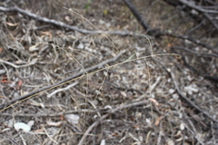 Digitaria breviglumis