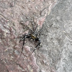 Adoxotoma nodosa