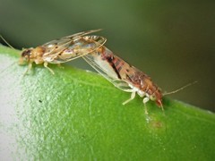 Boreioglycaspis australiensis