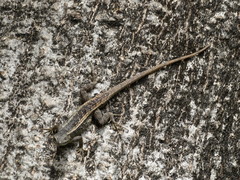 Sceloporus siniferus
