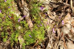 Stylidium pritzelianum