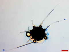 Phyllactinia angulata