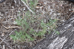 Cassinia laevis