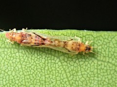 Boreioglycaspis australiensis