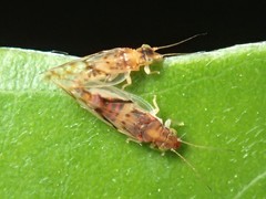 Boreioglycaspis australiensis