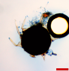 Phyllactinia angulata