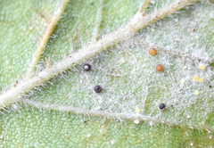 Phyllactinia angulata