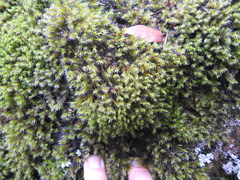 Grimmia trichophylla