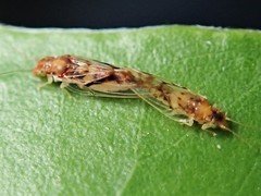 Boreioglycaspis australiensis