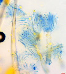 Phyllactinia angulata