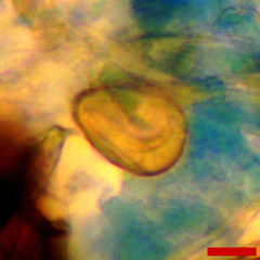 Phyllactinia angulata